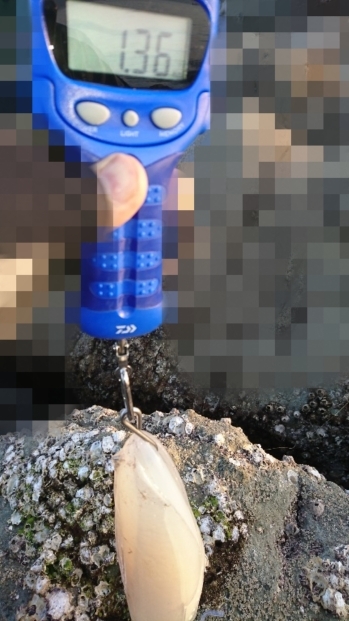 エギング釣行 その38